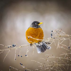 Trick of the LIght Photography